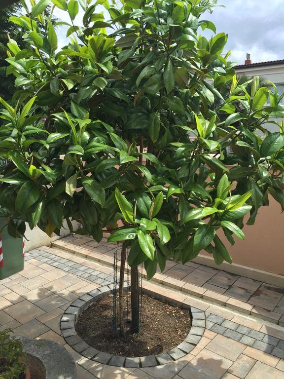 Apartment Villa Baric 4412 روفينج المظهر الخارجي الصورة